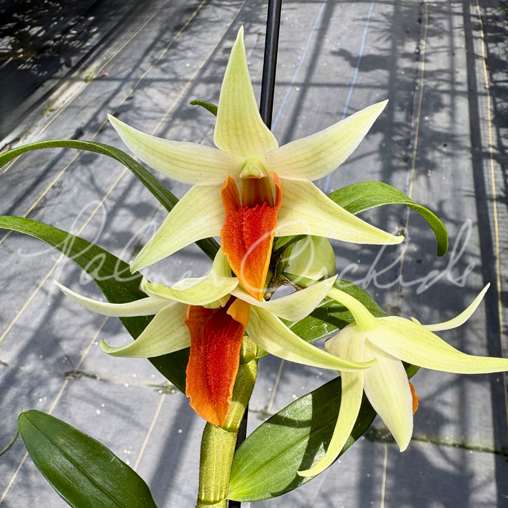 Den. Hawaii Spectacular — Palmer Orchids